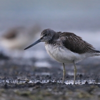 Kwokacz - Tringa nebularia - Common Greenshank