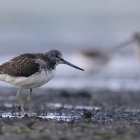 Kwokacz - Tringa nebularia - Common Greenshank