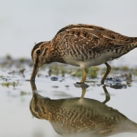 Kszyk - Gallinago gallinago - Common Snipe