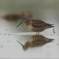 Brodziec śniady - Tringa erythropus - Spotted Redshank