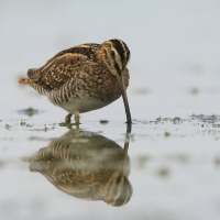 Kszyk - Gallinago gallinago - Common Snipe