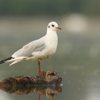 Śmieszka - Chroicocephalus ridibundus - Black-headed Gull