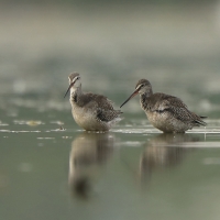 Brodziec śniady - Tringa erythropus - Spotted Redshank