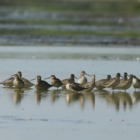 Brodziec śniady - Tringa erythropus - Spotted Redshank