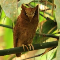 Syczek cejloński - Otus thilohoffmanni - Serendib Scops Owl