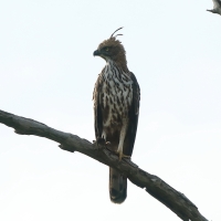 Wojownik indyjski - Nisaetus cirrhatus - Changeable Hawk Eagle