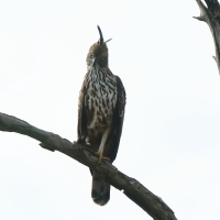 Wojownik indyjski - Nisaetus cirrhatus - Changeable Hawk Eagle