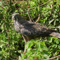 Wojownik indyjski - Nisaetus cirrhatus - Changeable Hawk Eagle