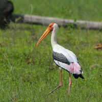Dławigad indyjski - Mycteria leucocephala - Painted Stork