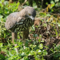 Wojownik indyjski - Nisaetus cirrhatus - Changeable Hawk Eagle