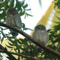 Sóweczka prążkowana - Glaucidium radiatum - Jungle Owlet