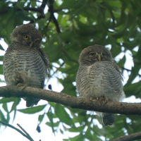 Sóweczka prążkowana - Glaucidium radiatum - Jungle Owlet