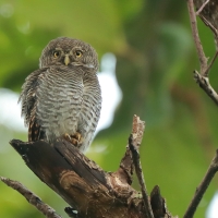 Sóweczka prążkowana - Glaucidium radiatum - Jungle Owlet