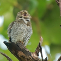 Sóweczka prążkowana - Glaucidium radiatum - Jungle Owlet