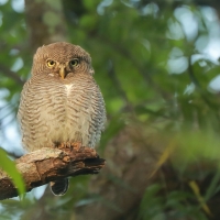 Sóweczka prążkowana - Glaucidium radiatum - Jungle Owlet