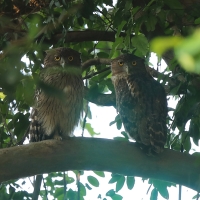 Ketupa bosonoga - Ketupa zeylonensis - Brown Fish Owl
