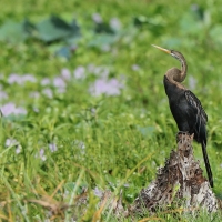 Wężówka indyjska - Anhinga melanogaster - Oriental Darter