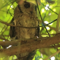 Syczek długouchy - Otus bakkamoena - Collared Scops Owl