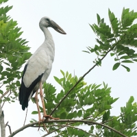 Kleszczak azjatycki - Anastomus oscitans - Asian Openbill