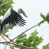 Kleszczak azjatycki - Anastomus oscitans - Asian Openbill
