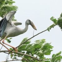 Kleszczak azjatycki - Anastomus oscitans - Asian Openbill