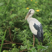 Kleszczak azjatycki - Anastomus oscitans - Asian Openbill