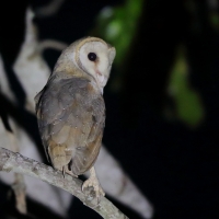 Płomykówka - Tyto alba - Common Barn Owl
