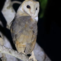 Płomykówka - Tyto alba - Common Barn Owl