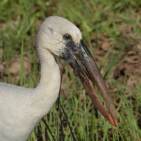 Kleszczak azjatycki - Anastomus oscitans - Asian Openbill