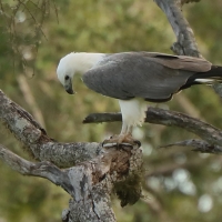 Bielik białobrzuchy - Haliaeetus leucogaster - White-bellied Sea Eagle