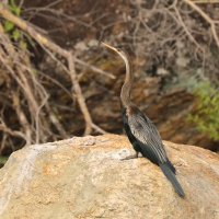 Wężówka indyjska - Anhinga melanogaster - Oriental Darter