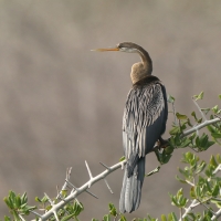 Wężówka indyjska - Anhinga melanogaster - Oriental Darter