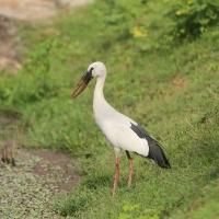 Kleszczak azjatycki - Anastomus oscitans - Asian Openbill