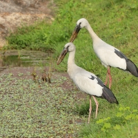 Kleszczak azjatycki - Anastomus oscitans - Asian Openbill
