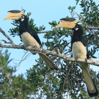 Dzioborożec orientalny - Anthracoceros coronatus - Malabar Pied Hornbill