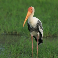 Dławigad indyjski - Mycteria leucocephala - Painted Stork