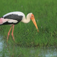 Dławigad indyjski - Mycteria leucocephala - Painted Stork