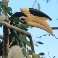 Dzioborożec orientalny - Anthracoceros coronatus - Malabar Pied Hornbill