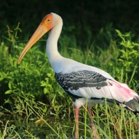 Dławigad indyjski - Mycteria leucocephala - Painted Stork