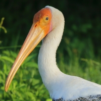 Dławigad indyjski - Mycteria leucocephala - Painted Stork