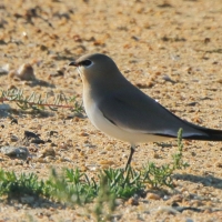 Żwirowiec mały - Glareola lactea - Little Pratincole/Small Pratincole