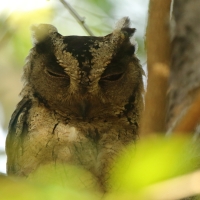 Syczek długouchy - Otus bakkamoena - Collared Scops Owl