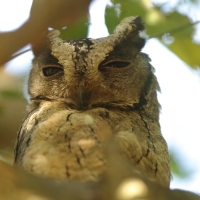 Syczek długouchy - Otus bakkamoena - Collared Scops Owl