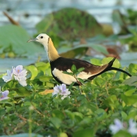 Długoszpon chiński - Hydrophasianus chirurgus - Pheasant-tailed Jacana