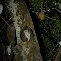 Płomykówka - Tyto alba - Common Barn Owl