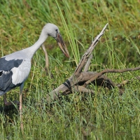 Kleszczak azjatycki - Anastomus oscitans - Asian Openbill
