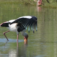 Dławigad indyjski - Mycteria leucocephala - Painted Stork