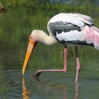 Dławigad indyjski - Mycteria leucocephala - Painted Stork
