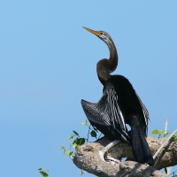 Wężówka indyjska - Anhinga melanogaster - Oriental Darter