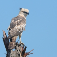Wojownik indyjski - Nisaetus cirrhatus - Changeable Hawk Eagle